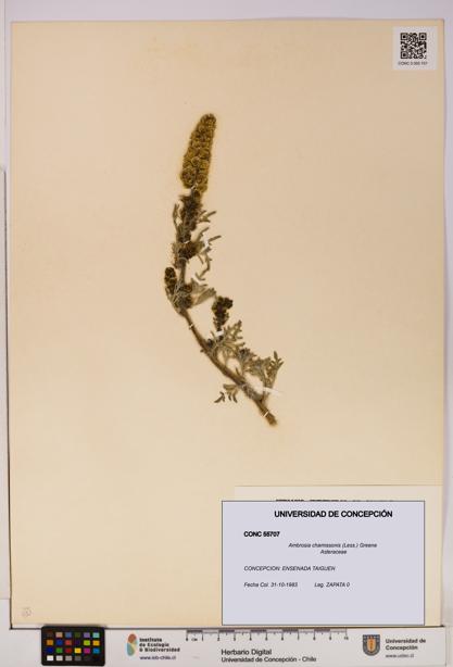 Ambrosia chamissonis [Espécimen: UDEC:CONC:0055707]