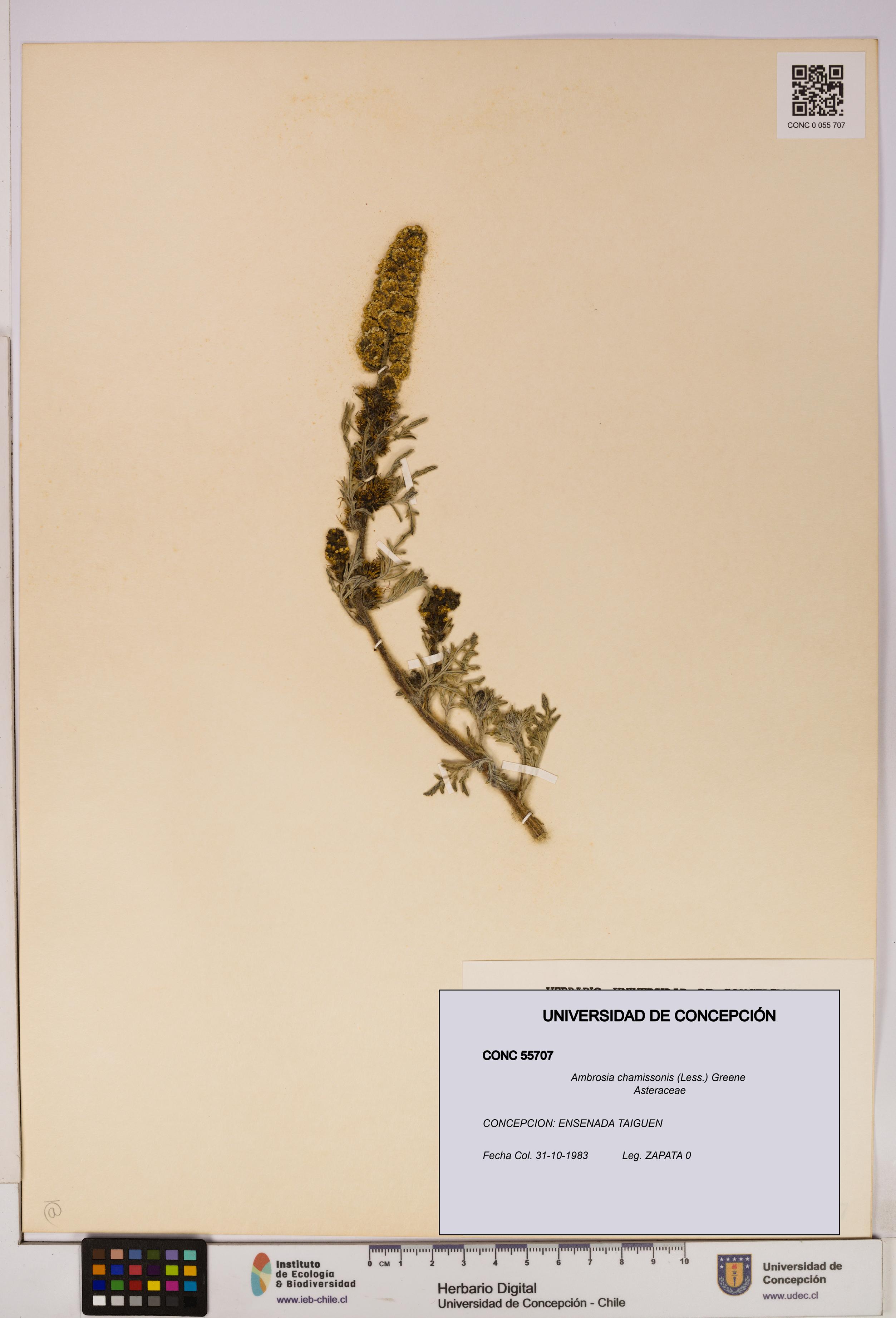 Ambrosia chamissonis [Espécimen: UDEC:CONC:0055707]