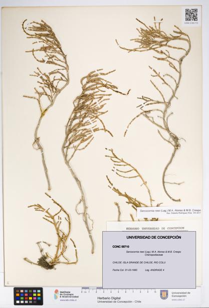 Sarcocornia neei [Espécimen: UDEC:CONC:0055710]