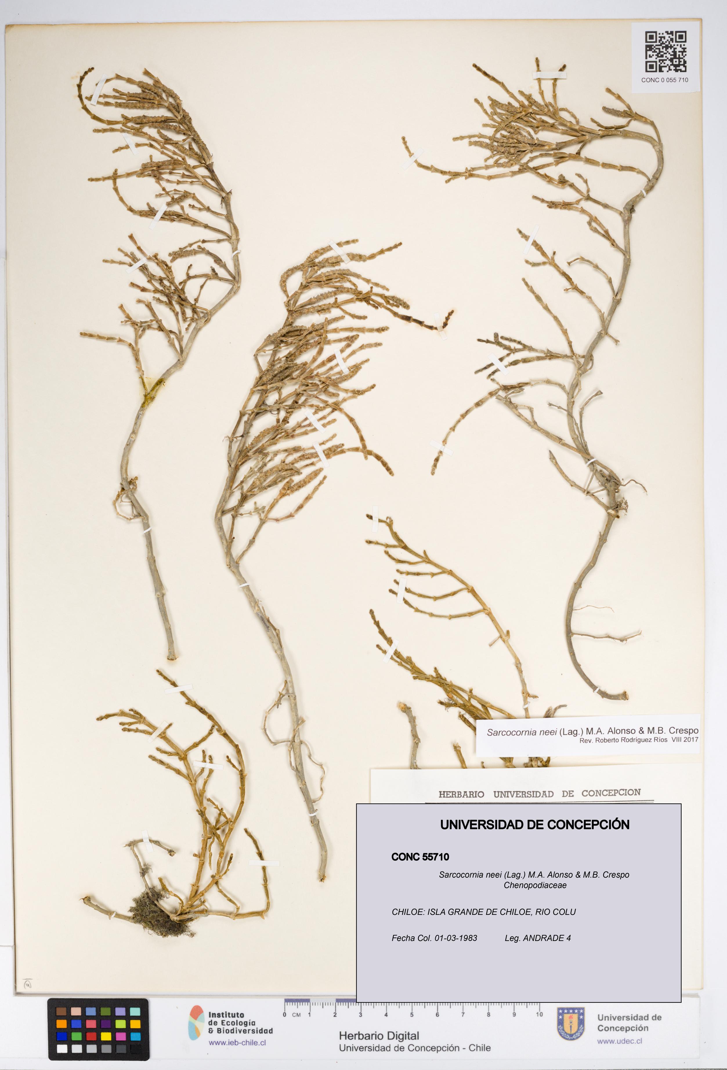 Sarcocornia neei [Espécimen: UDEC:CONC:0055710]