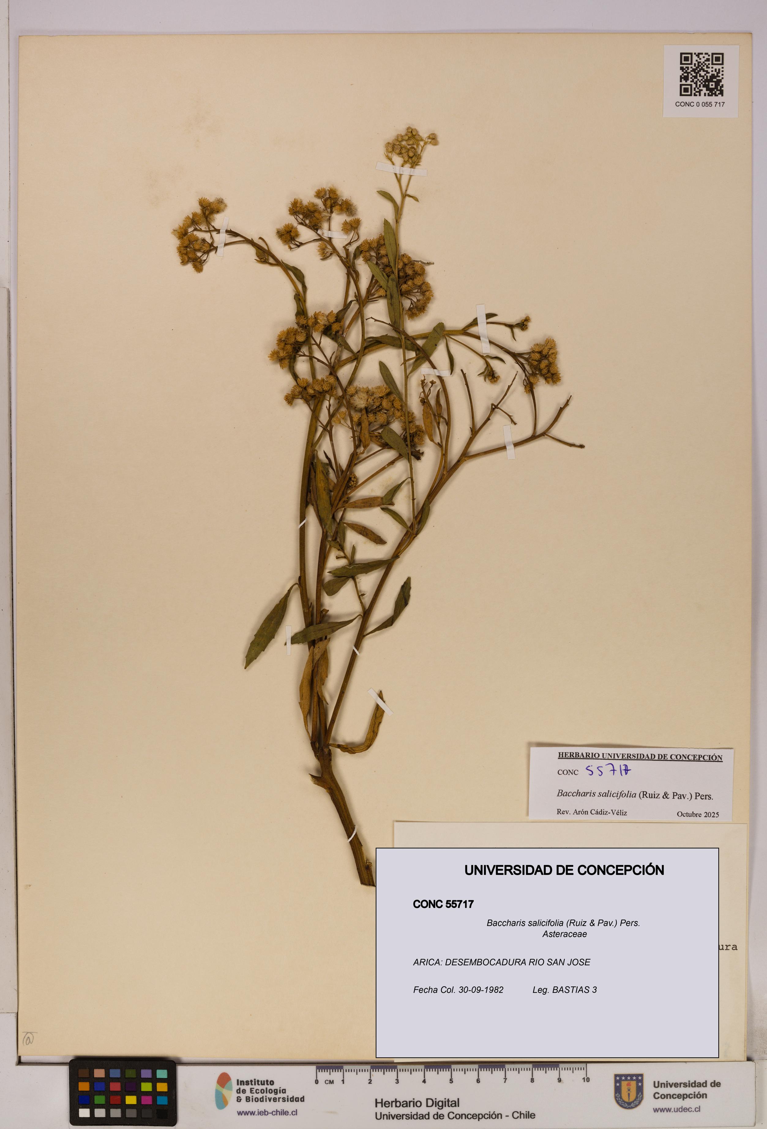 Baccharis salicifolia [Espécimen: UDEC:CONC:0055717]