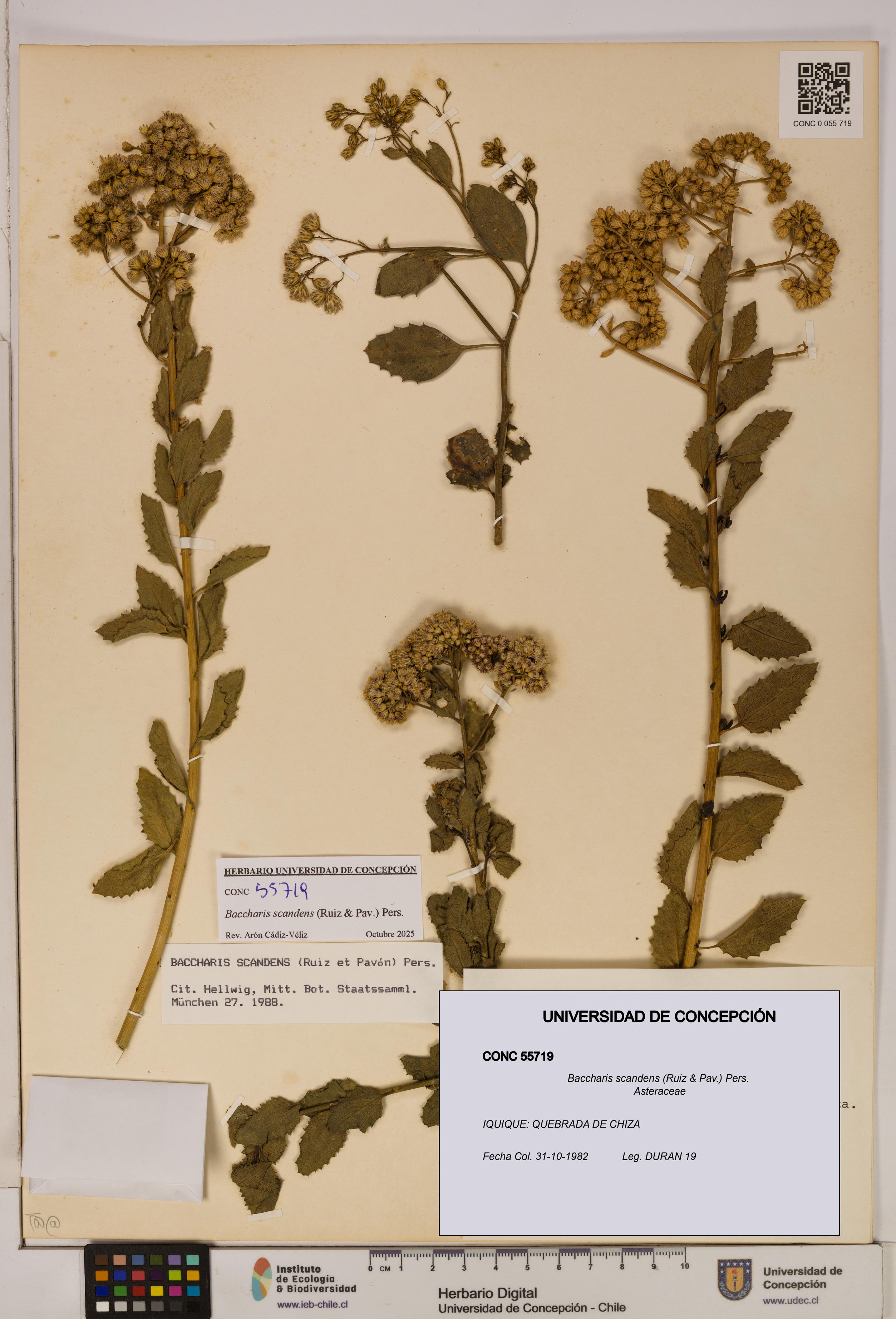 Baccharis scandens [Espécimen: UDEC:CONC:0055719]