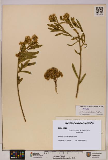 Baccharis salicifolia [Espécimen: UDEC:CONC:0055720]
