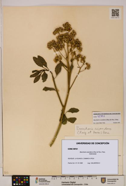 Baccharis scandens [Espécimen: UDEC:CONC:0055721]