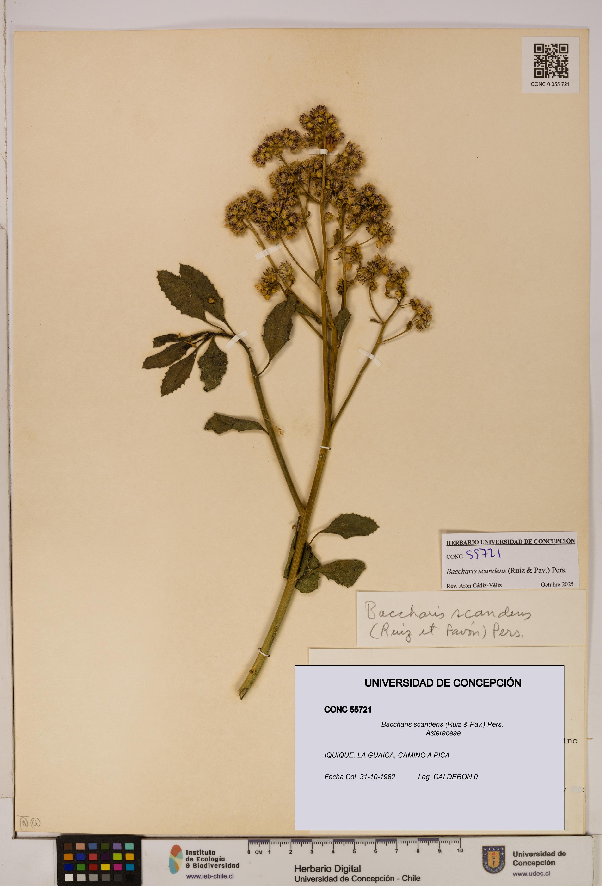 Baccharis scandens [Espécimen: UDEC:CONC:0055721]
