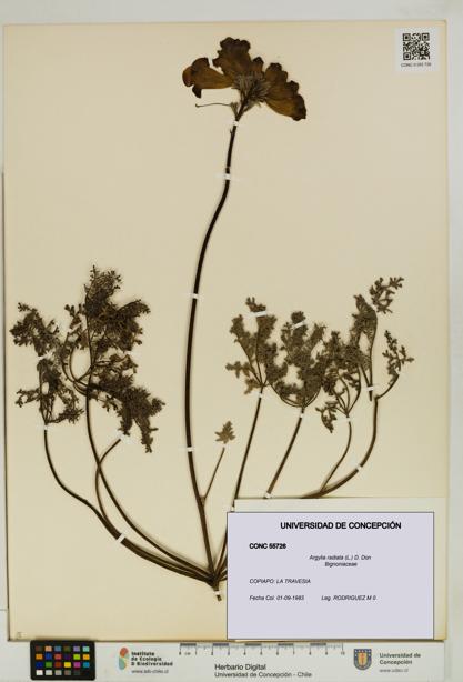 Argylia radiata [Espécimen: UDEC:CONC:0055726]