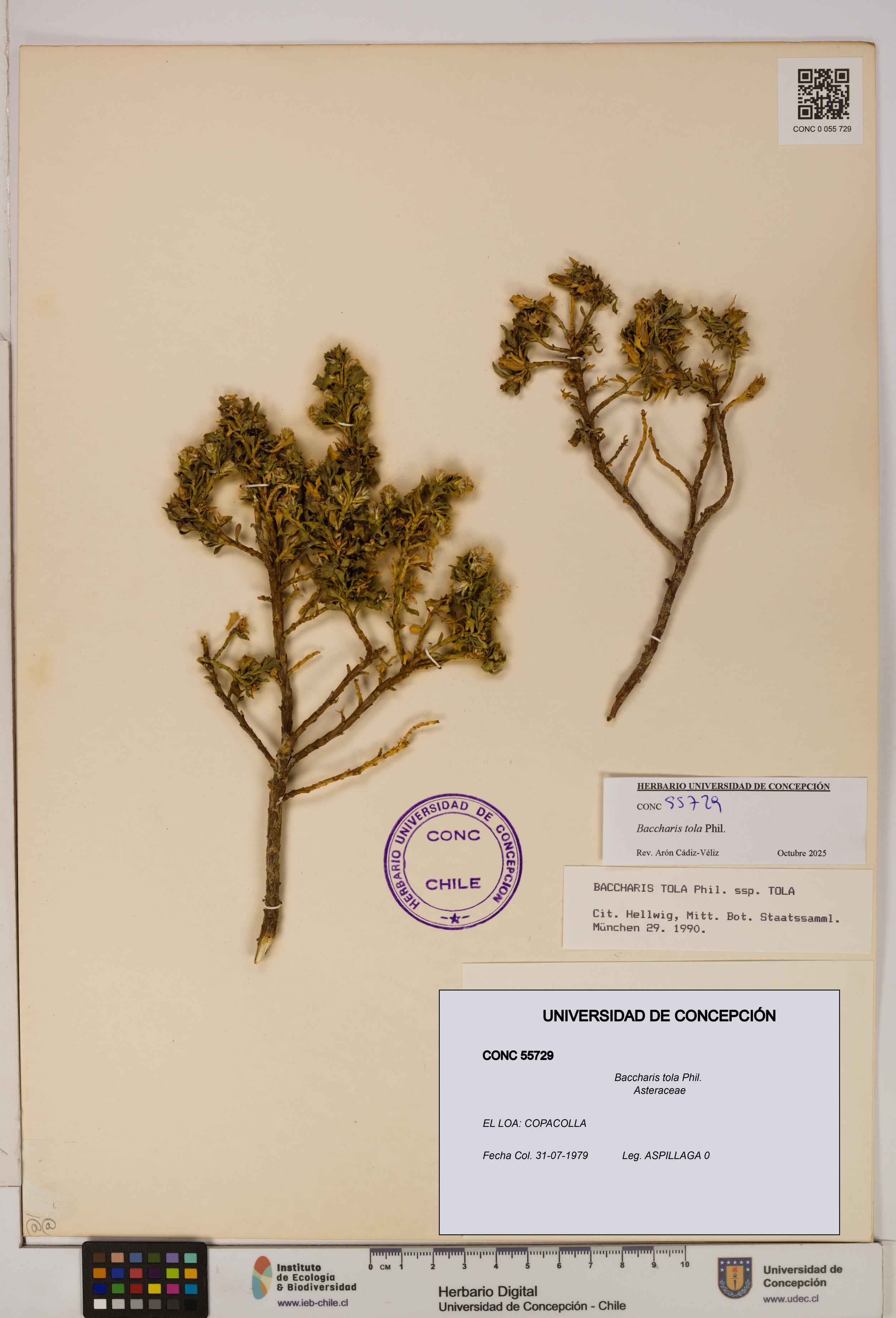 Baccharis tola [Espécimen: UDEC:CONC:0055729]