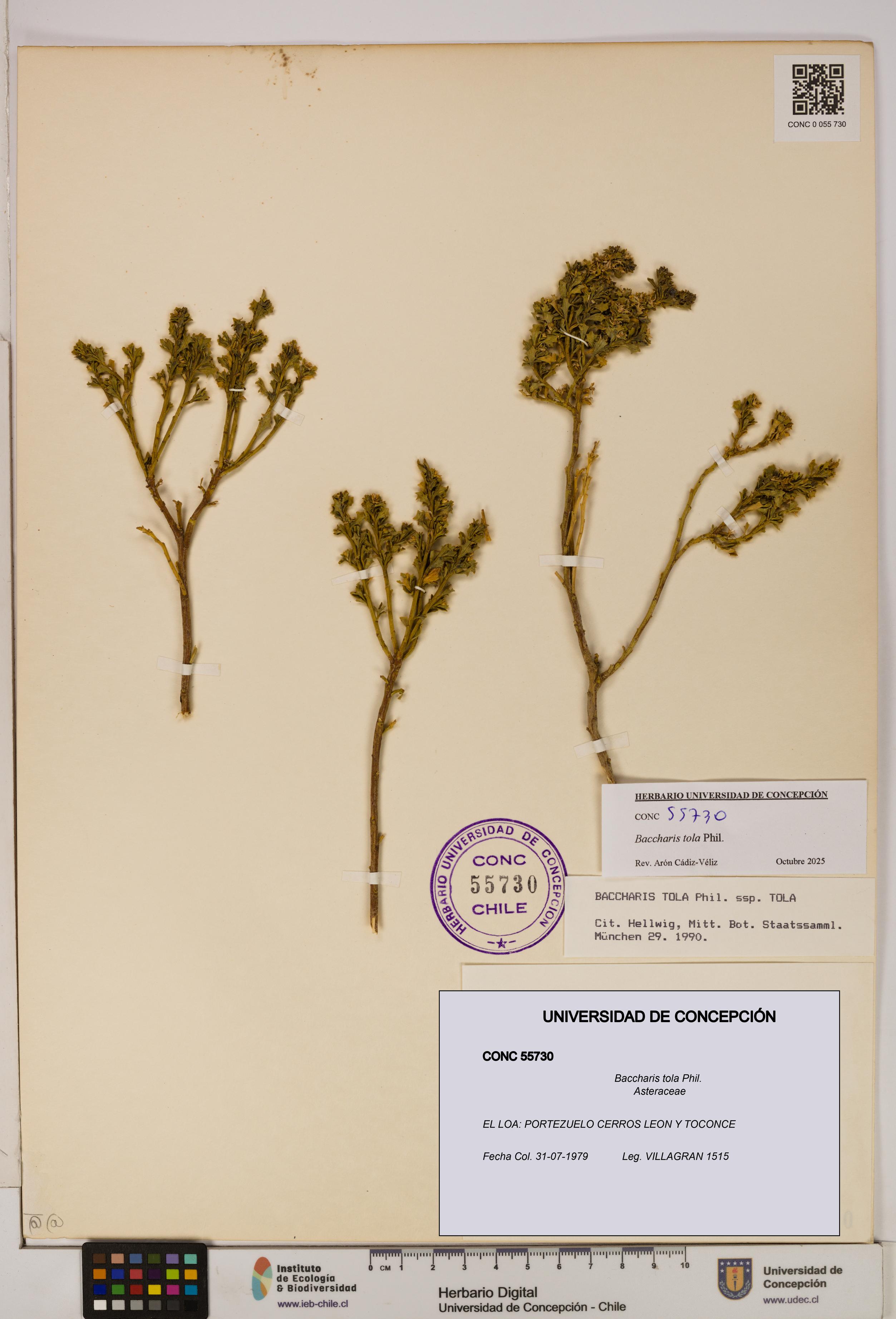 Baccharis tola [Espécimen: UDEC:CONC:0055730]