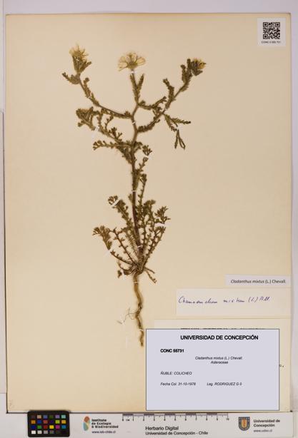 Cladanthus mixtus [Espécimen: UDEC:CONC:0055731]