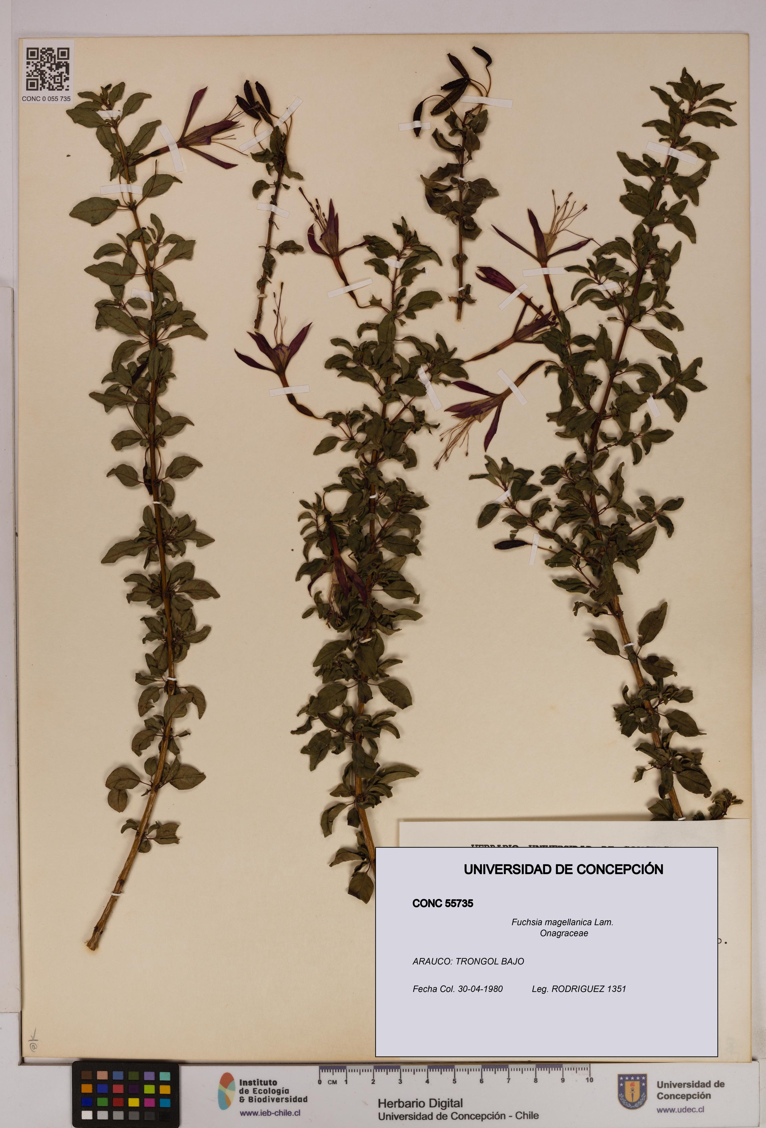 Fuchsia magellanica [Espécimen: UDEC:CONC:0055735]