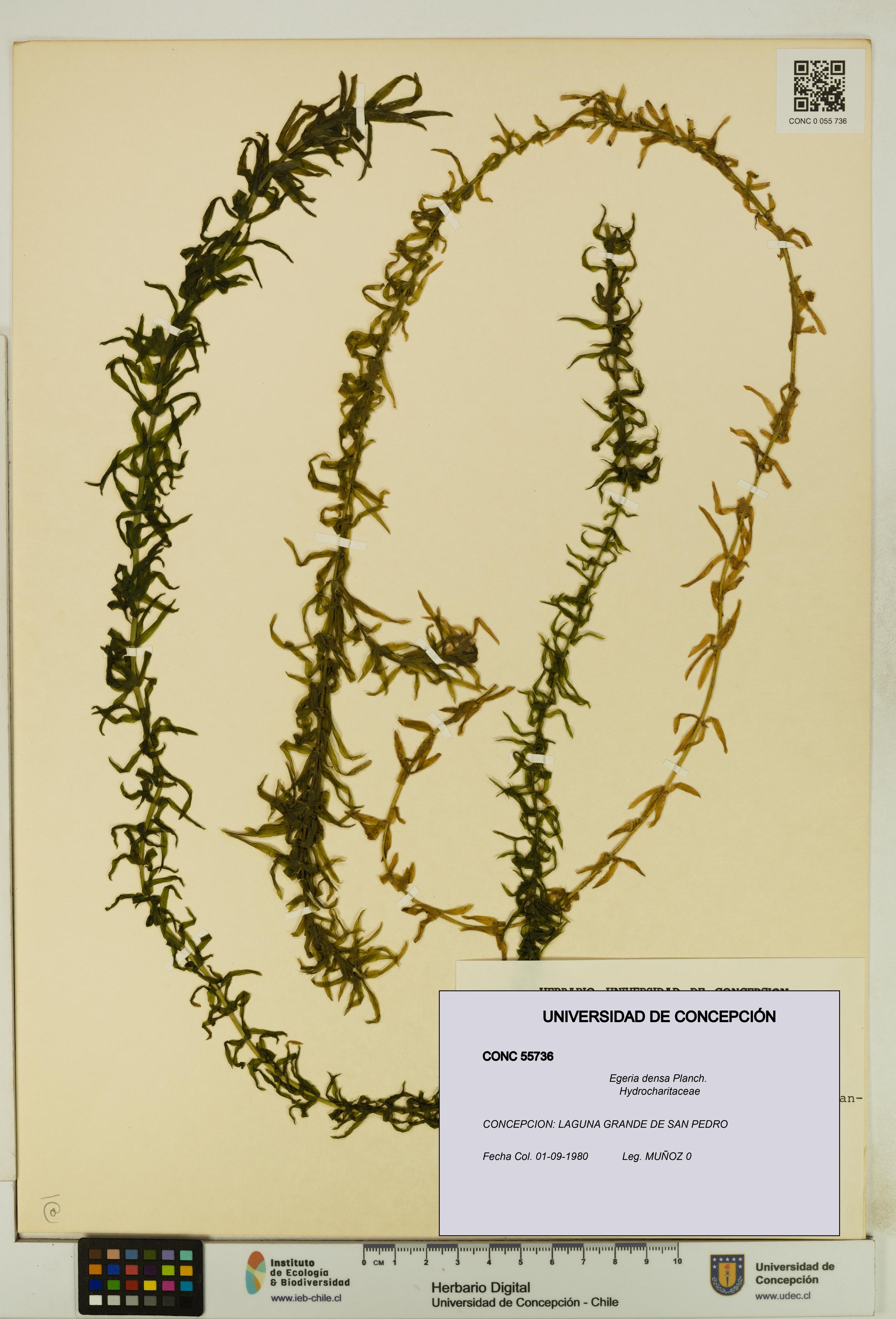 Egeria densa [Espécimen: UDEC:CONC:0055736]