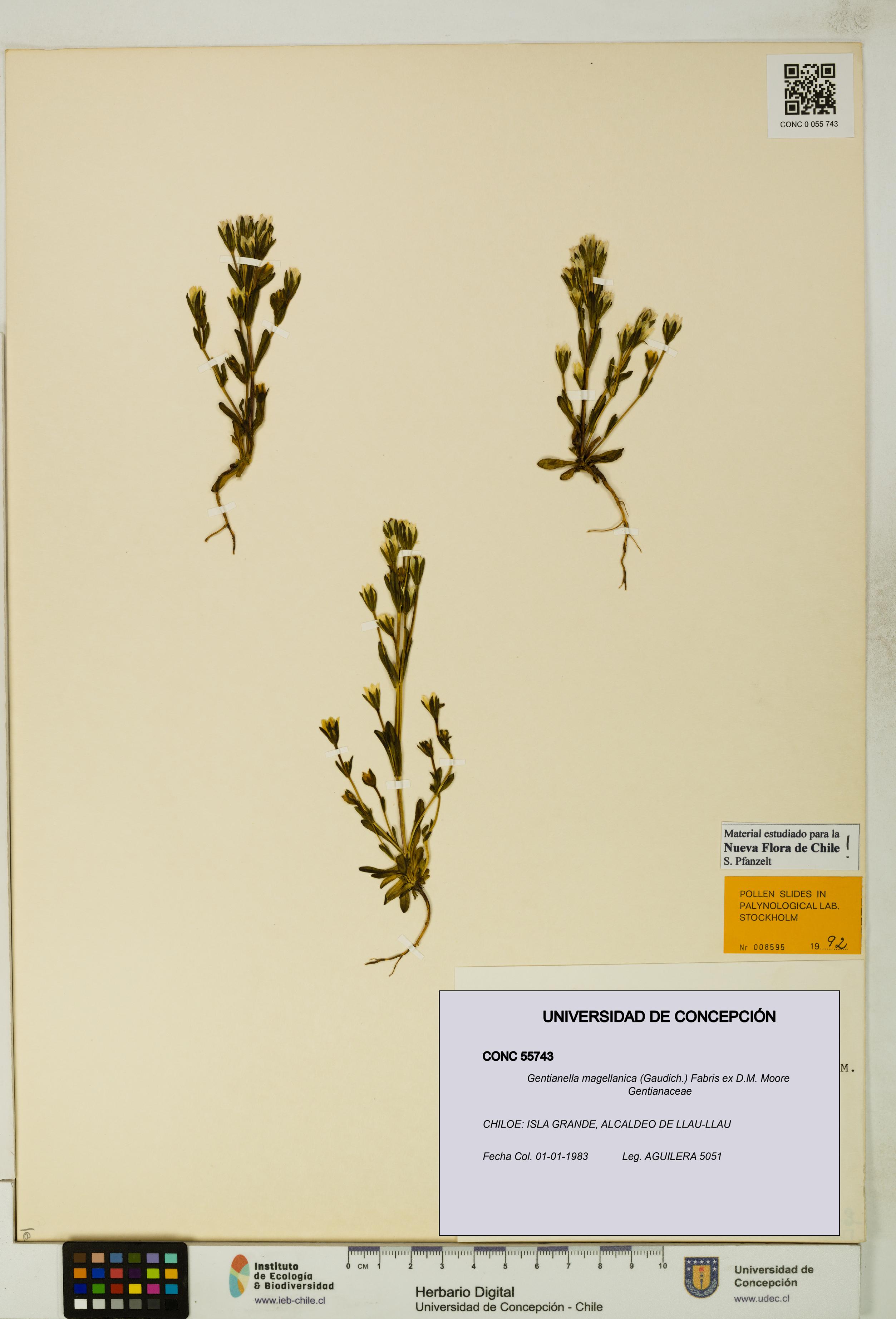 Gentianella magellanica [Espécimen: UDEC:CONC:0055743]