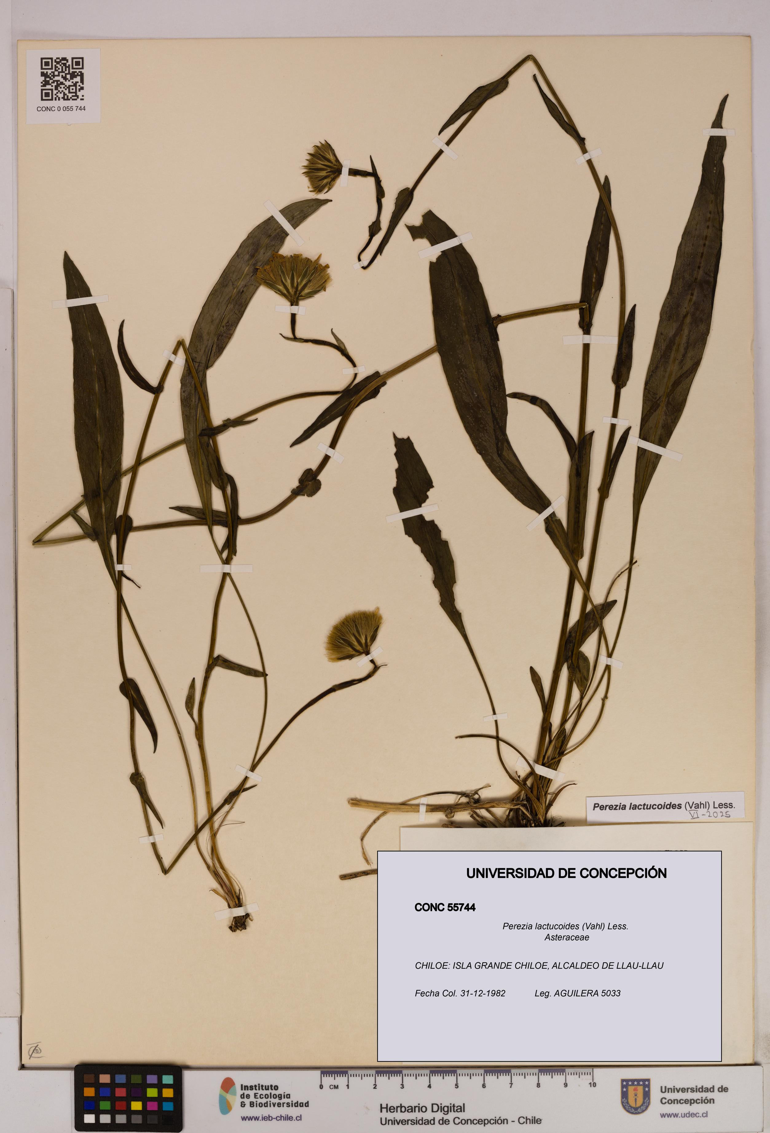 Perezia lactucoides [Espécimen: UDEC:CONC:0055744]