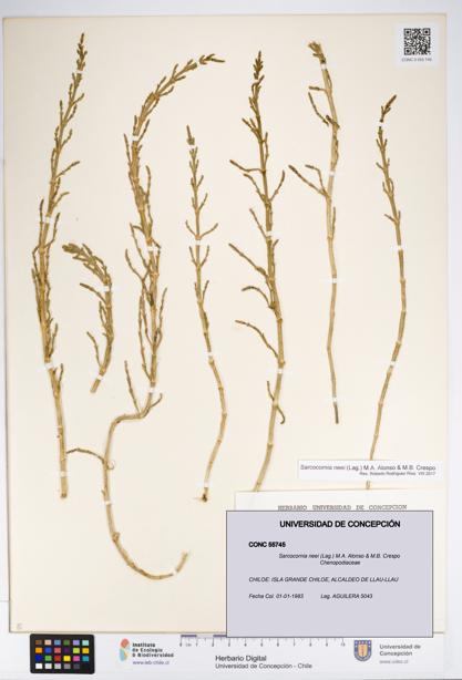 Sarcocornia neei [Espécimen: UDEC:CONC:0055745]