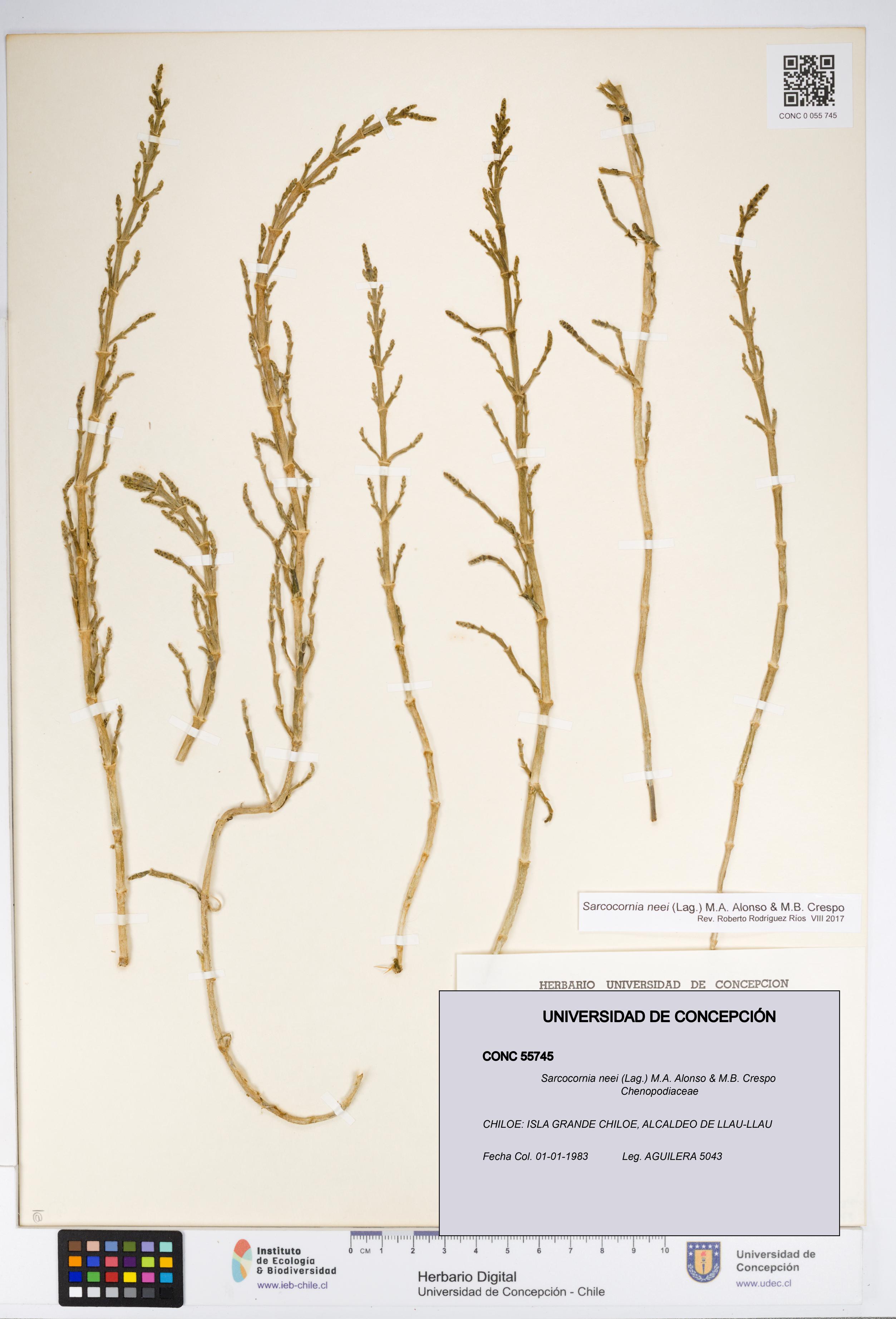 Sarcocornia neei [Espécimen: UDEC:CONC:0055745]