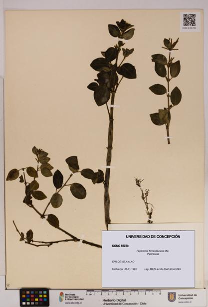 Peperomia fernandeziana [Espécimen: UDEC:CONC:0055753]