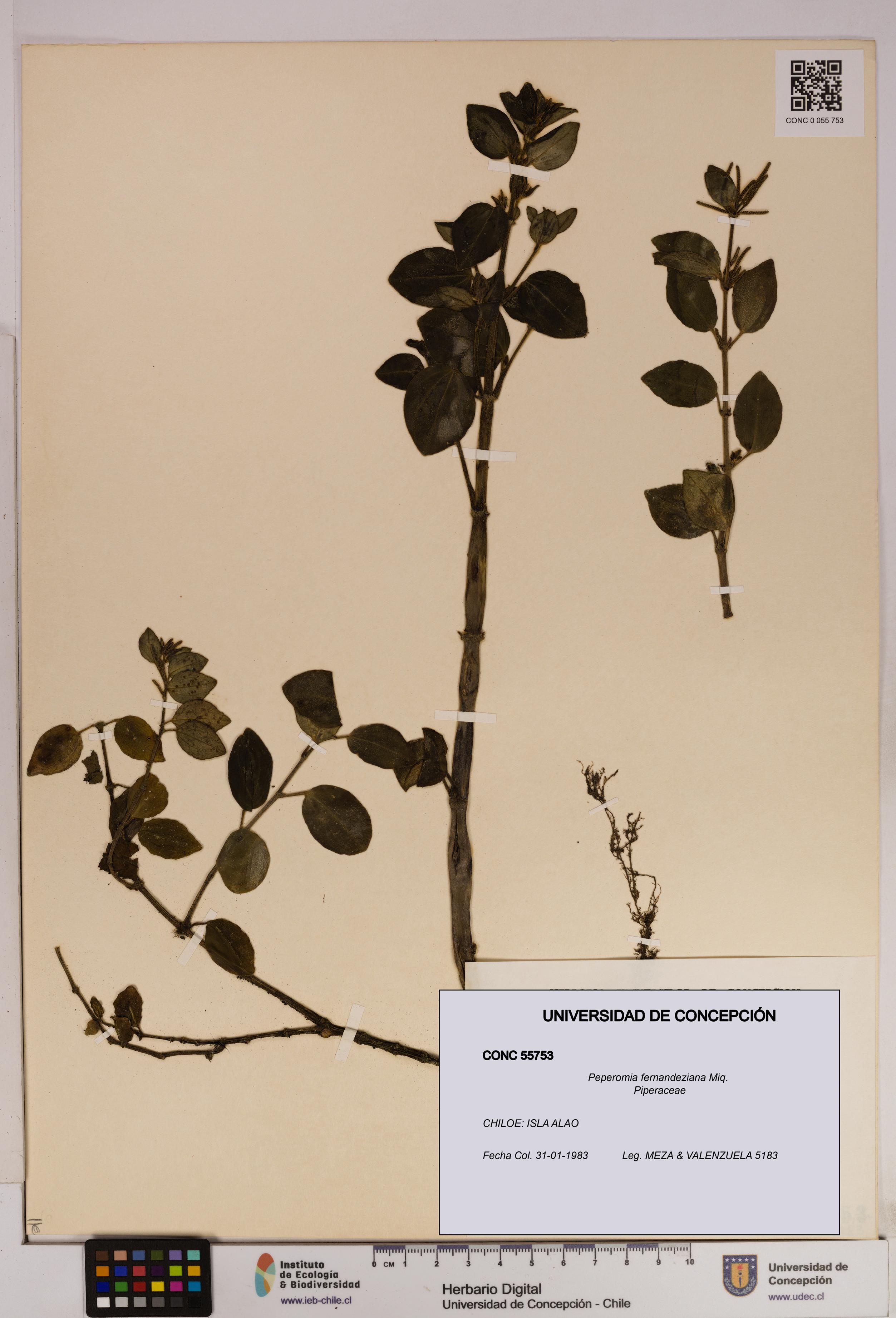 Peperomia fernandeziana [Espécimen: UDEC:CONC:0055753]