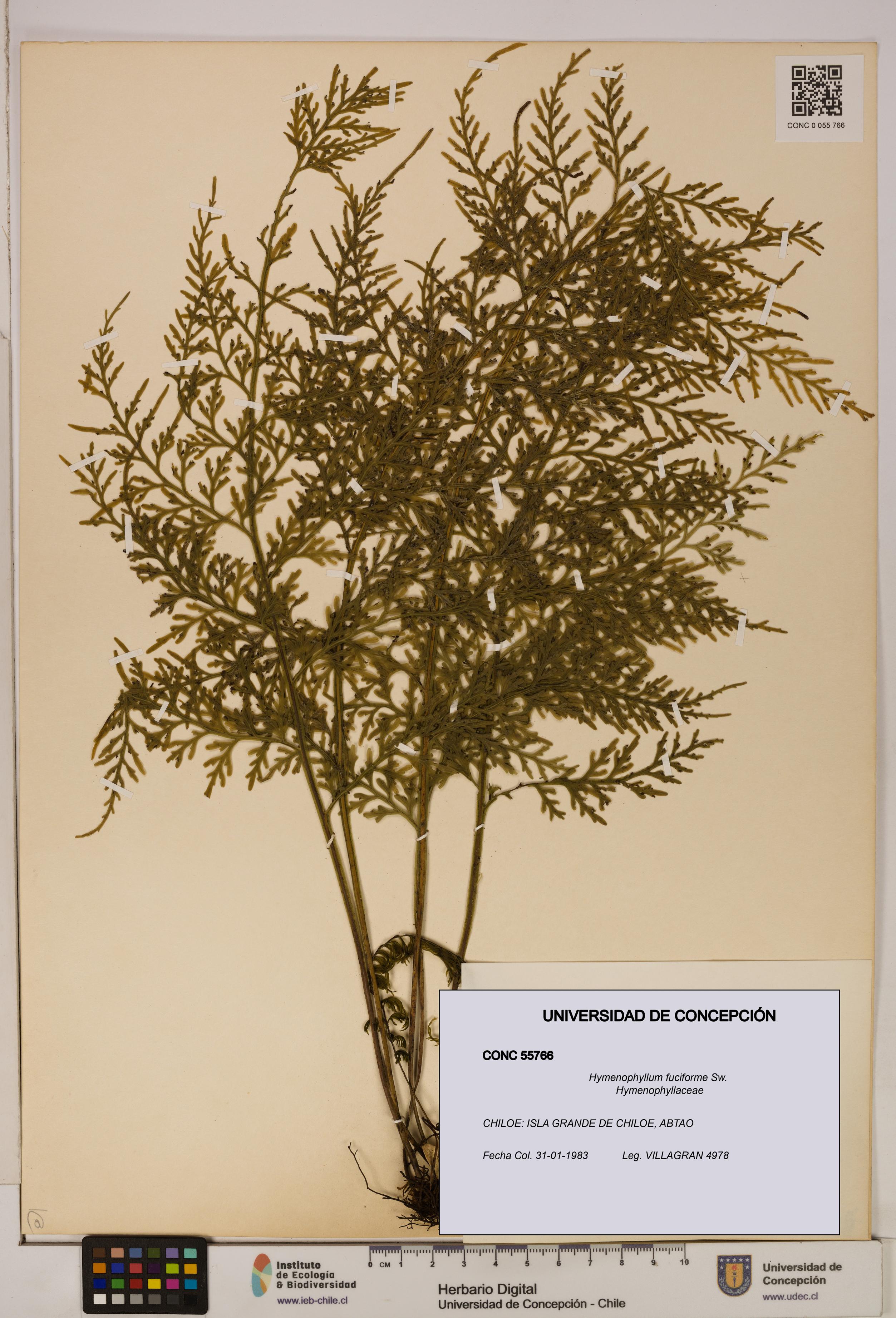 Hymenophyllum fuciforme [Espécimen: UDEC:CONC:0055766]