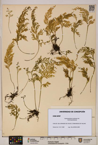 Hymenophyllum fuciforme [Espécimen: UDEC:CONC:0055767]
