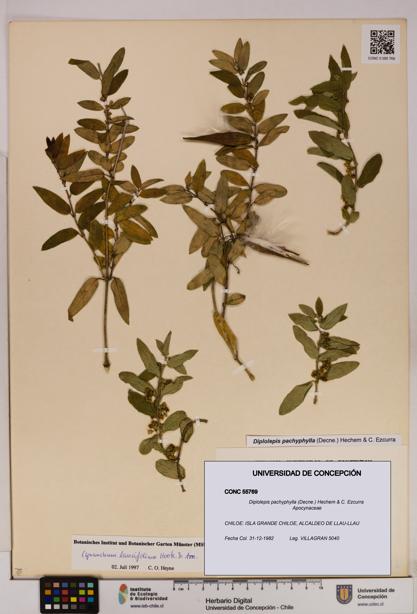 Diplolepis pachyphylla [Espécimen: UDEC:CONC:0055769]