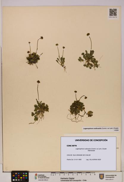 Lagenophora nudicaulis [Espécimen: ]