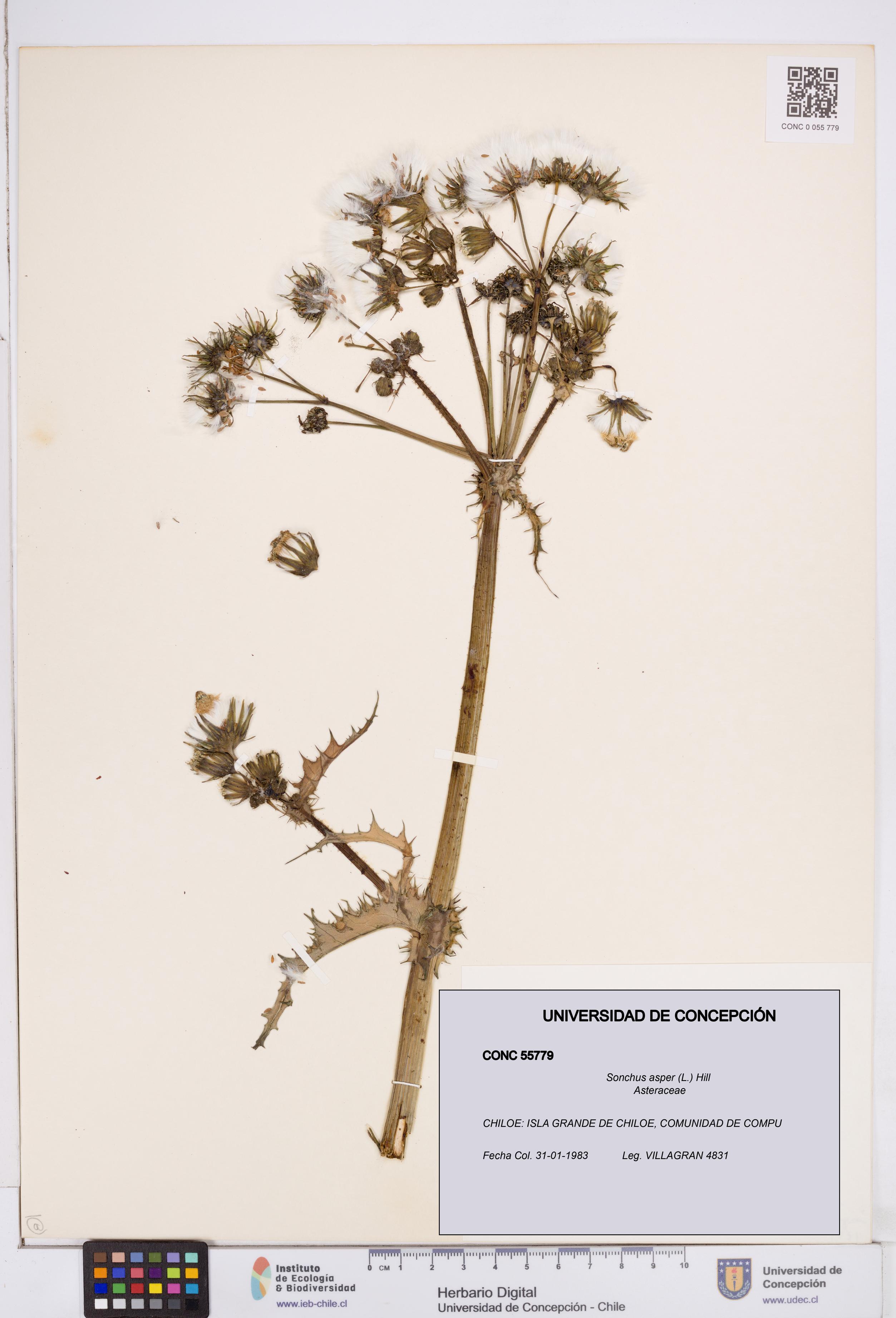 Sonchus asper [Espécimen: ]