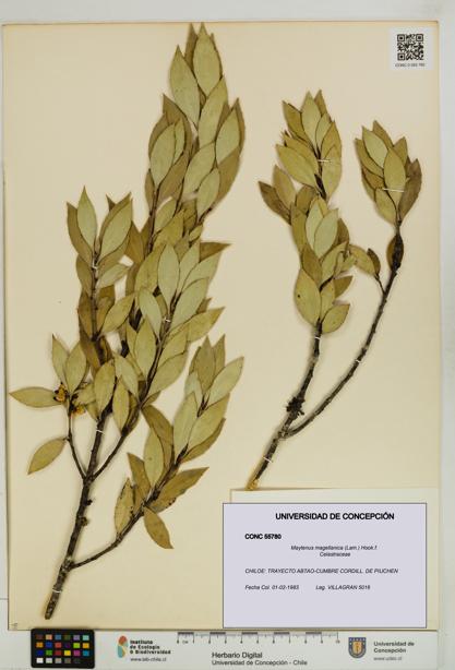 Maytenus magellanica [Espécimen: UDEC:CONC:0055780]
