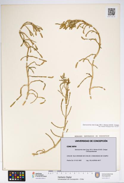 Sarcocornia neei [Espécimen: UDEC:CONC:0055781]