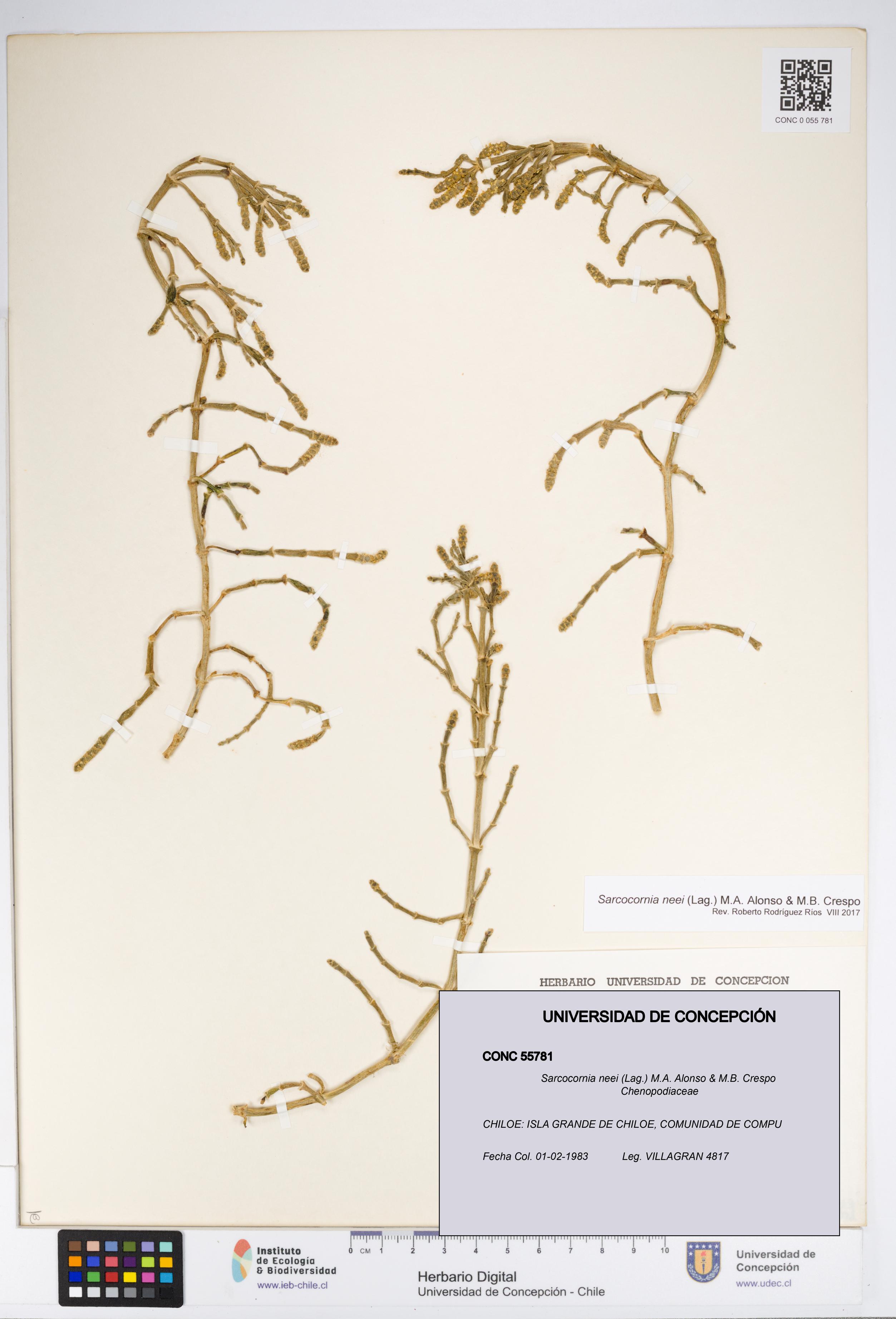 Sarcocornia neei [Espécimen: UDEC:CONC:0055781]