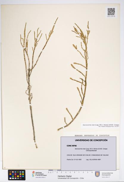 Sarcocornia neei [Espécimen: UDEC:CONC:0055782]