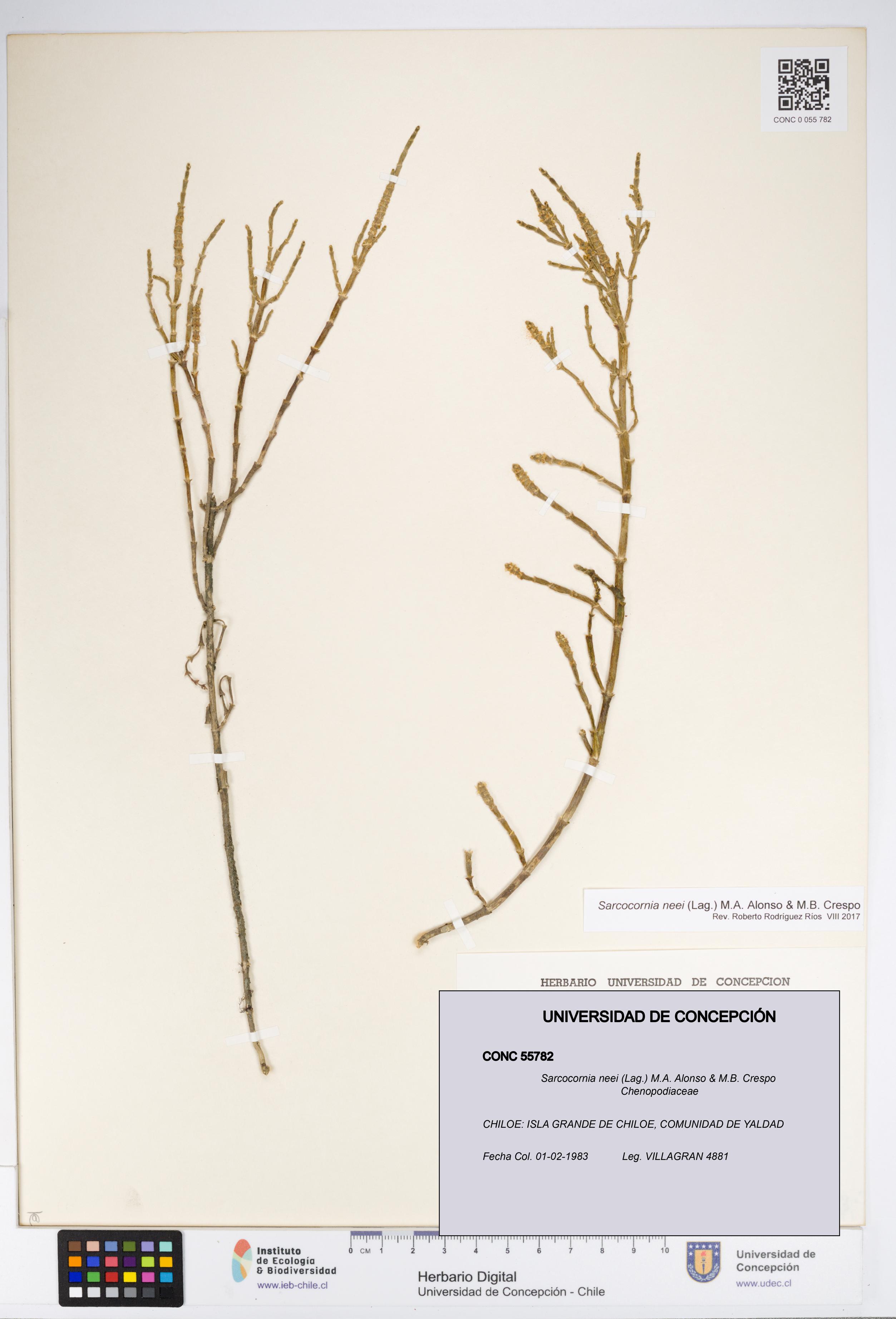 Sarcocornia neei [Espécimen: UDEC:CONC:0055782]