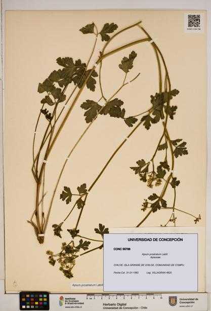 Apium prostratum [Espécimen: ]