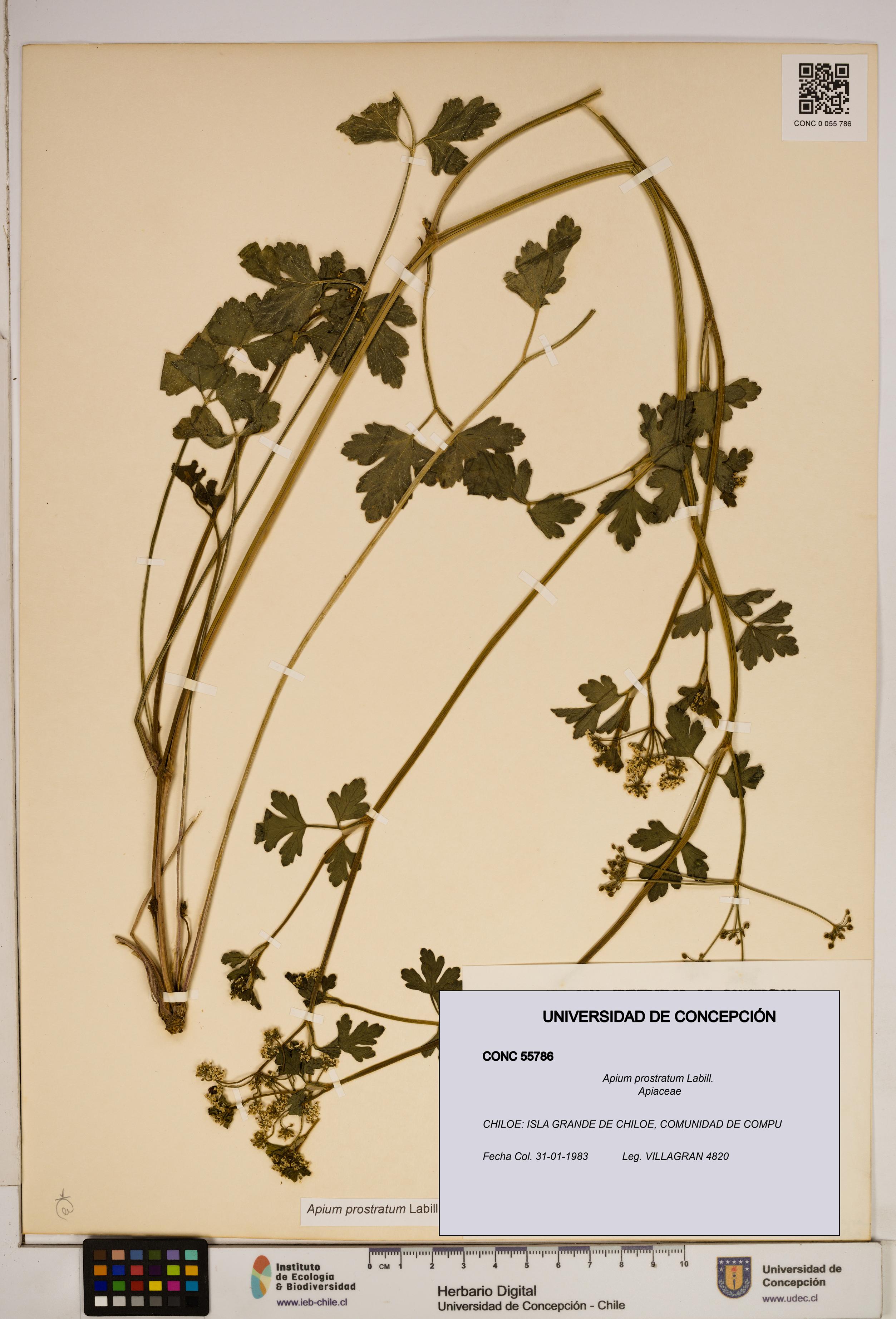 Apium prostratum [Espécimen: ]