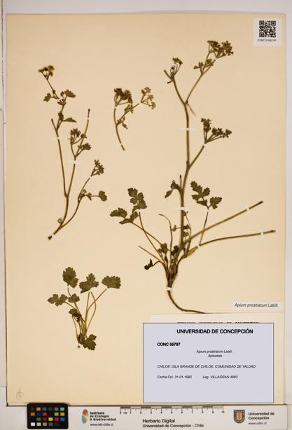 Apium prostratum [Espécimen: ]