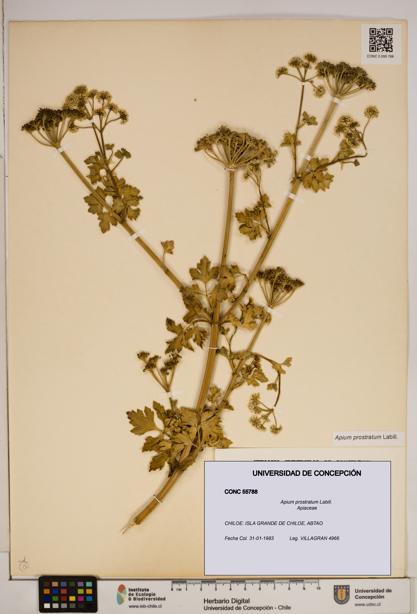 Apium prostratum [Espécimen: ]