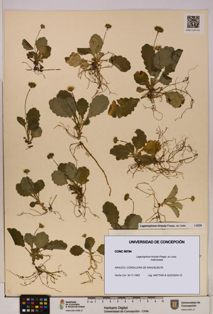Lagenophora hirsuta [Espécimen: ]