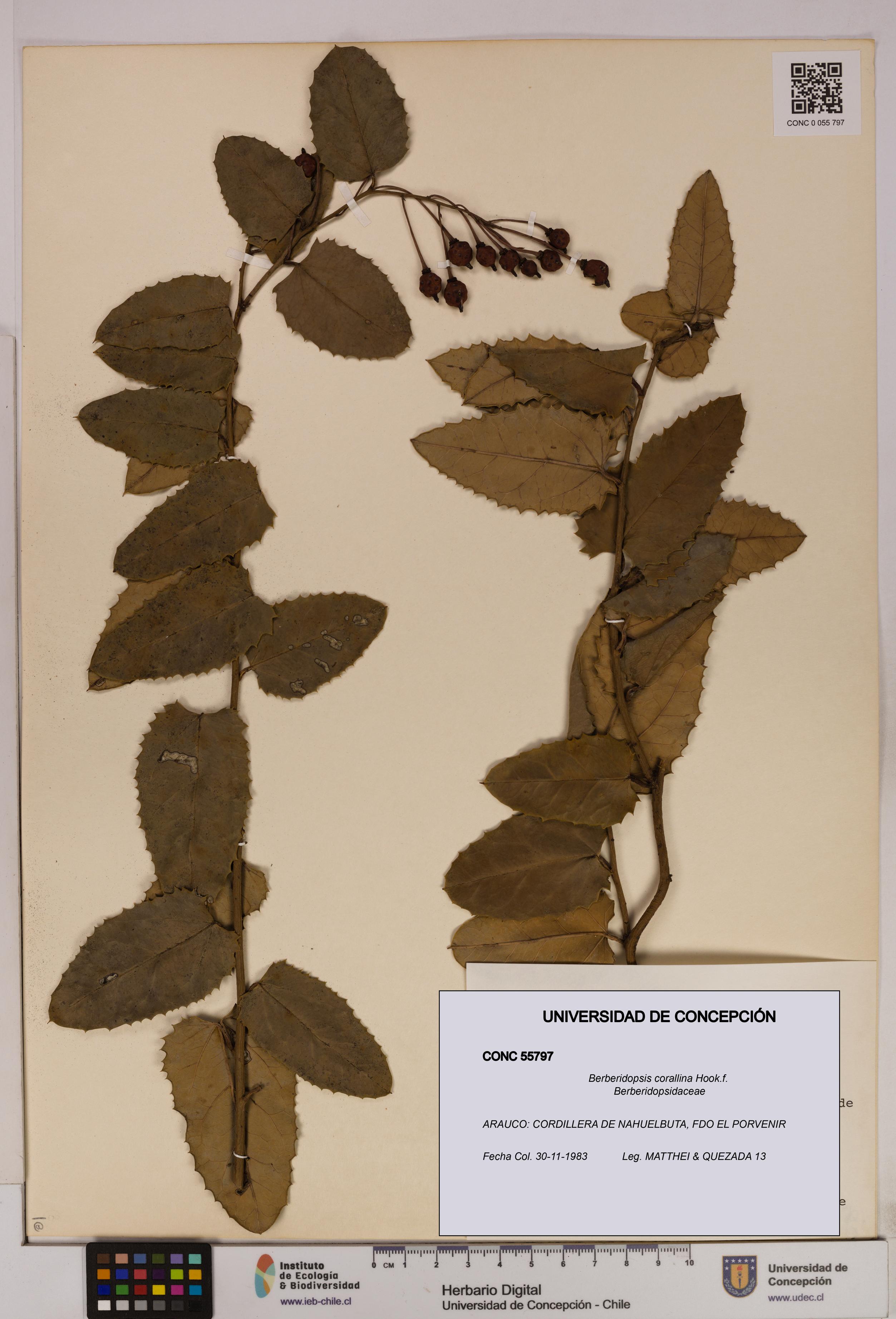 Berberidopsis corallina [Espécimen: UDEC:CONC:0055797]