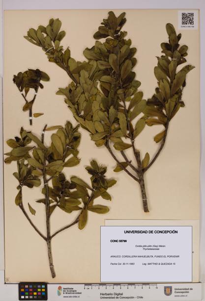 Ovidia pillo-pillo [Espécimen: UDEC:CONC:0055799]