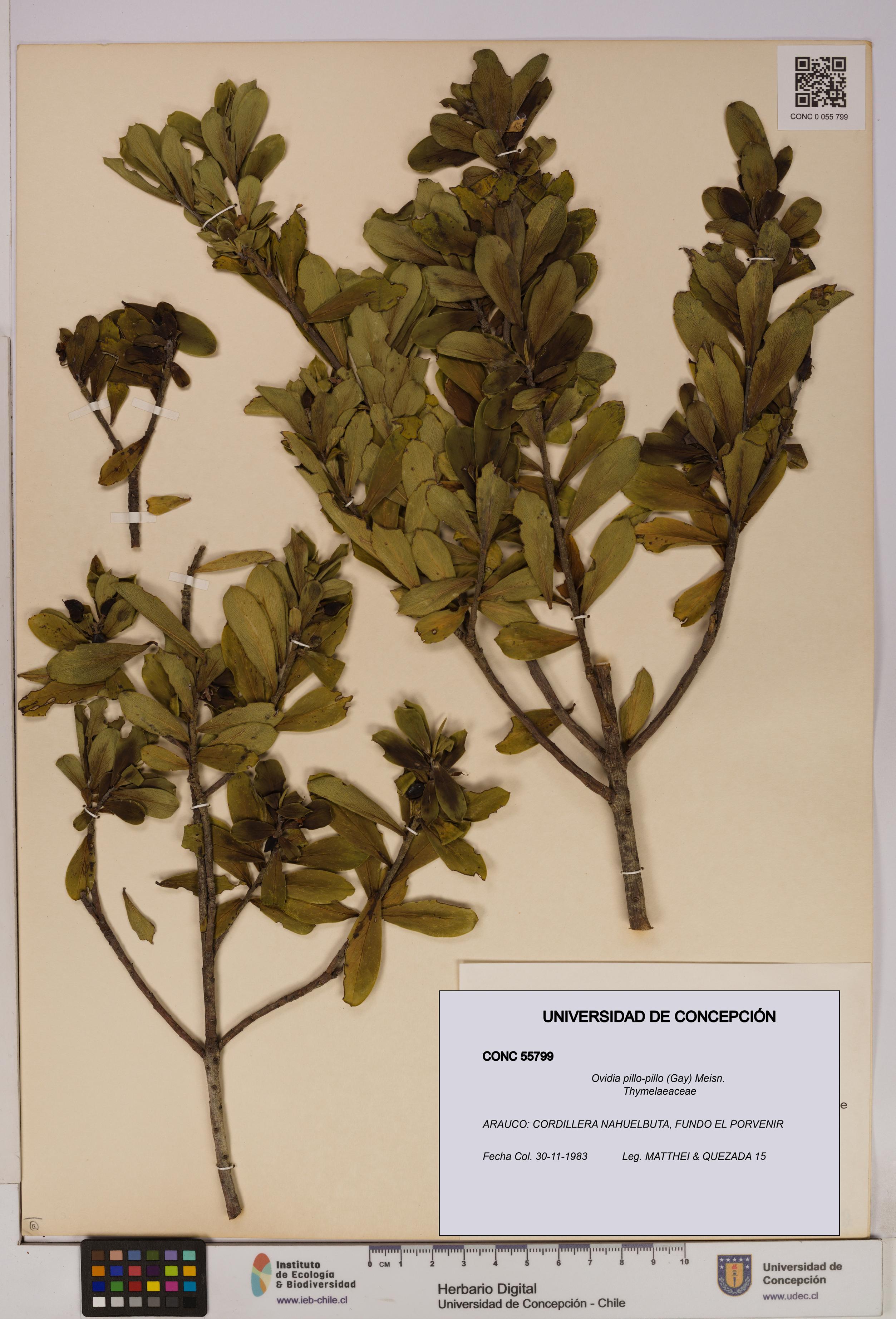 Ovidia pillo-pillo [Espécimen: UDEC:CONC:0055799]