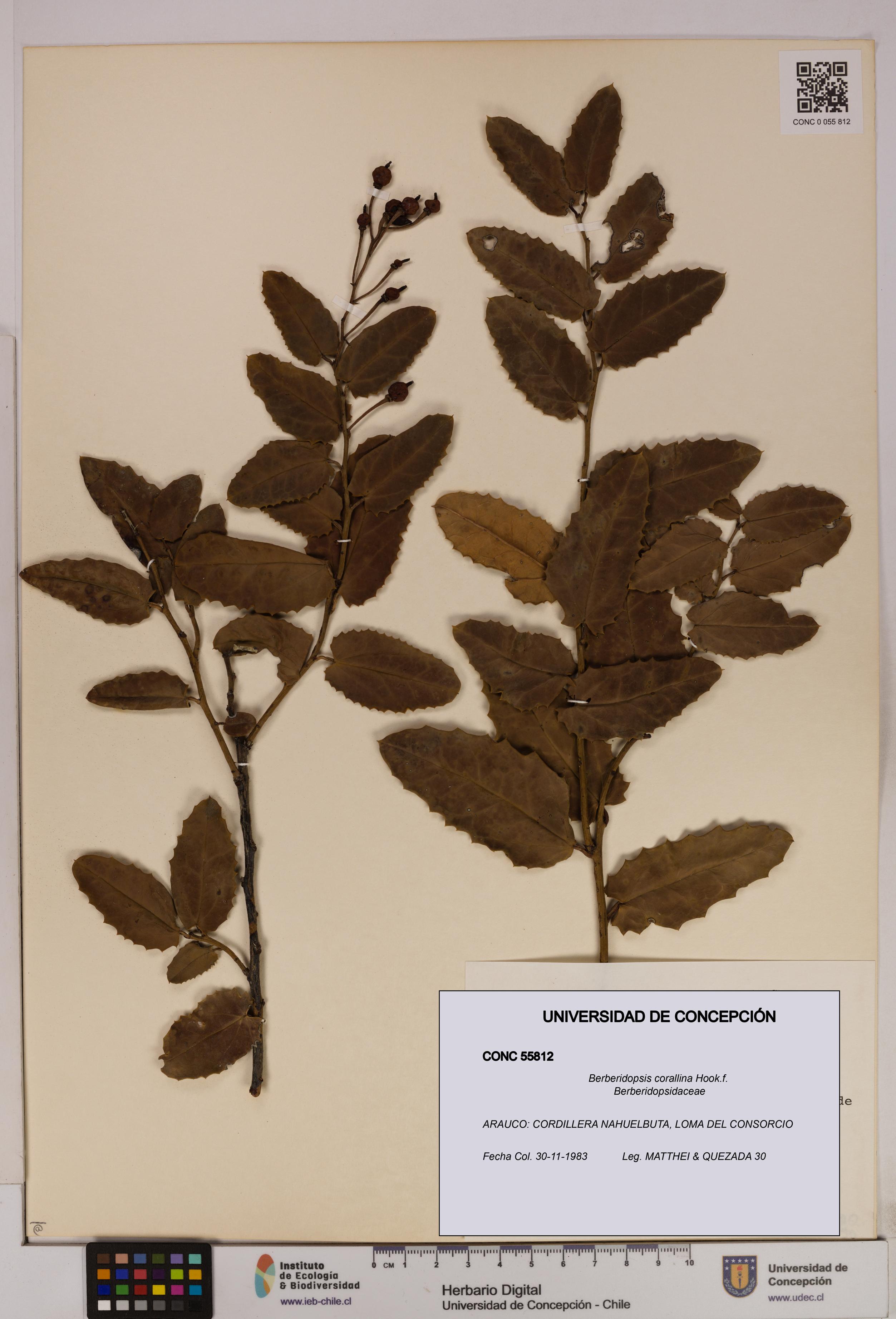 Berberidopsis corallina [Espécimen: UDEC:CONC:0055812]