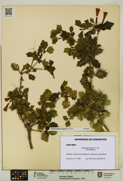 Desfontainia fulgens [Espécimen: UDEC:CONC:0055818]