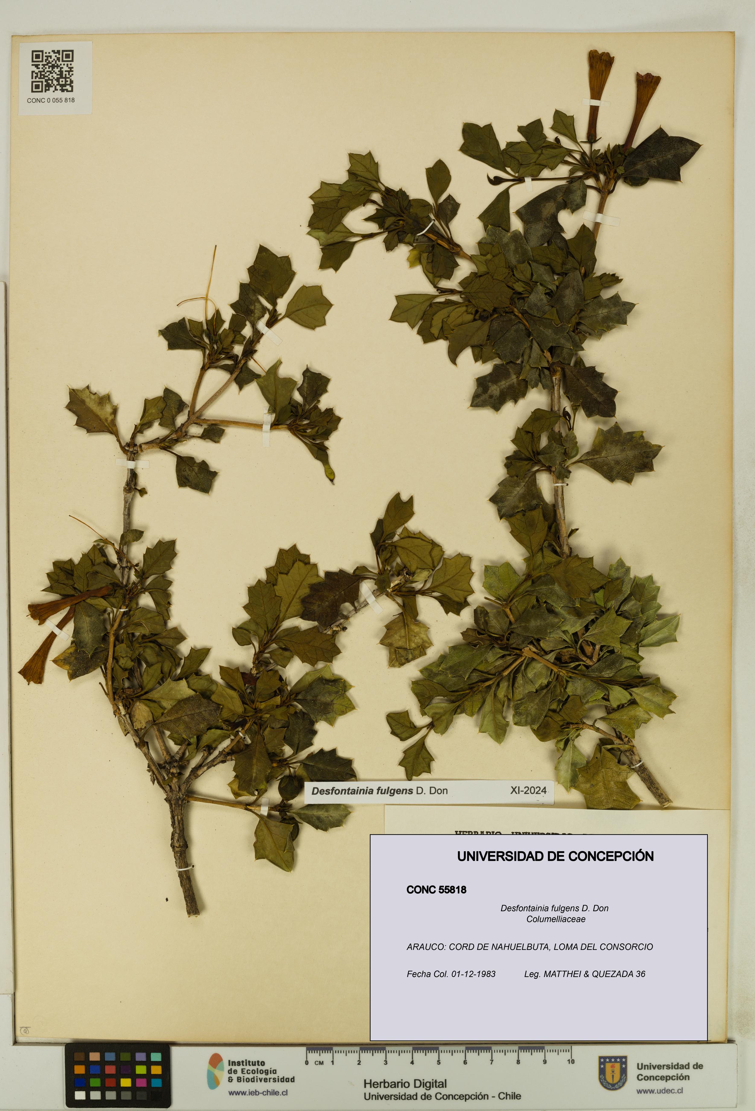 Desfontainia fulgens [Espécimen: UDEC:CONC:0055818]