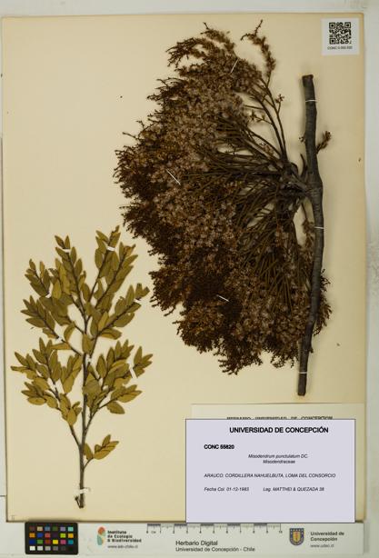 Misodendrum punctulatum [Espécimen: UDEC:CONC:0055820]