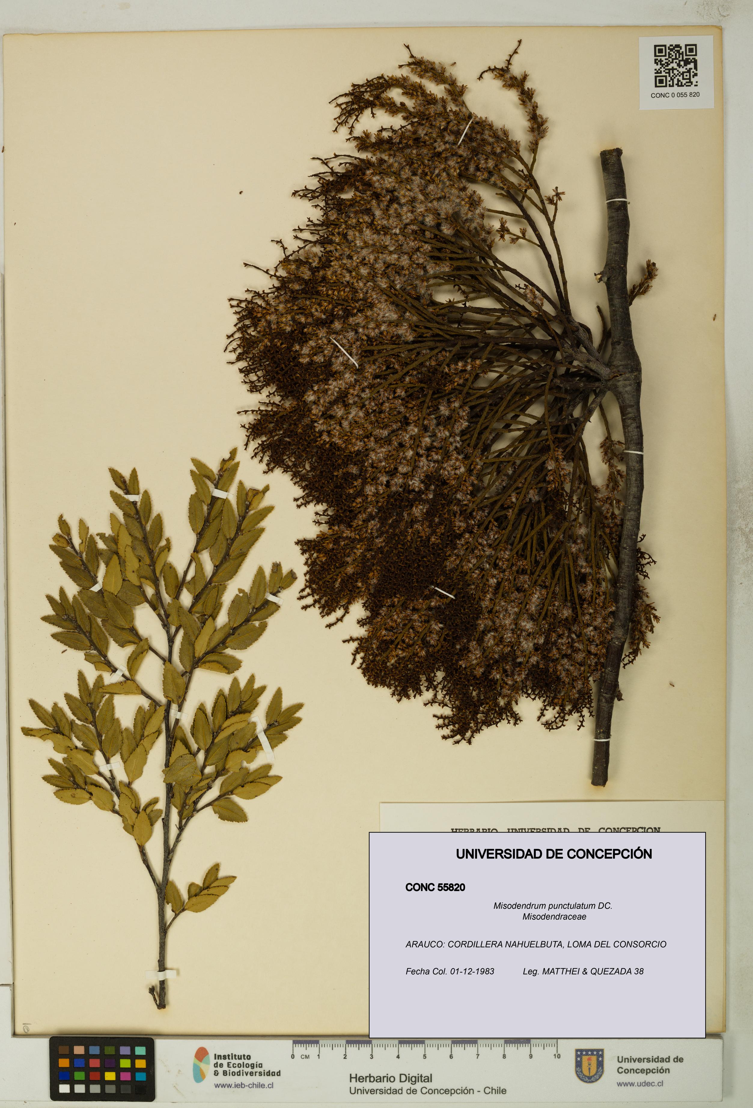 Misodendrum punctulatum [Espécimen: UDEC:CONC:0055820]