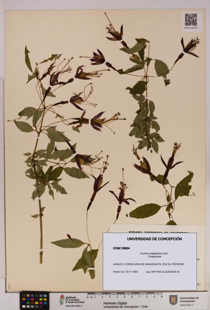 Fuchsia magellanica [Espécimen: UDEC:CONC:0055824]