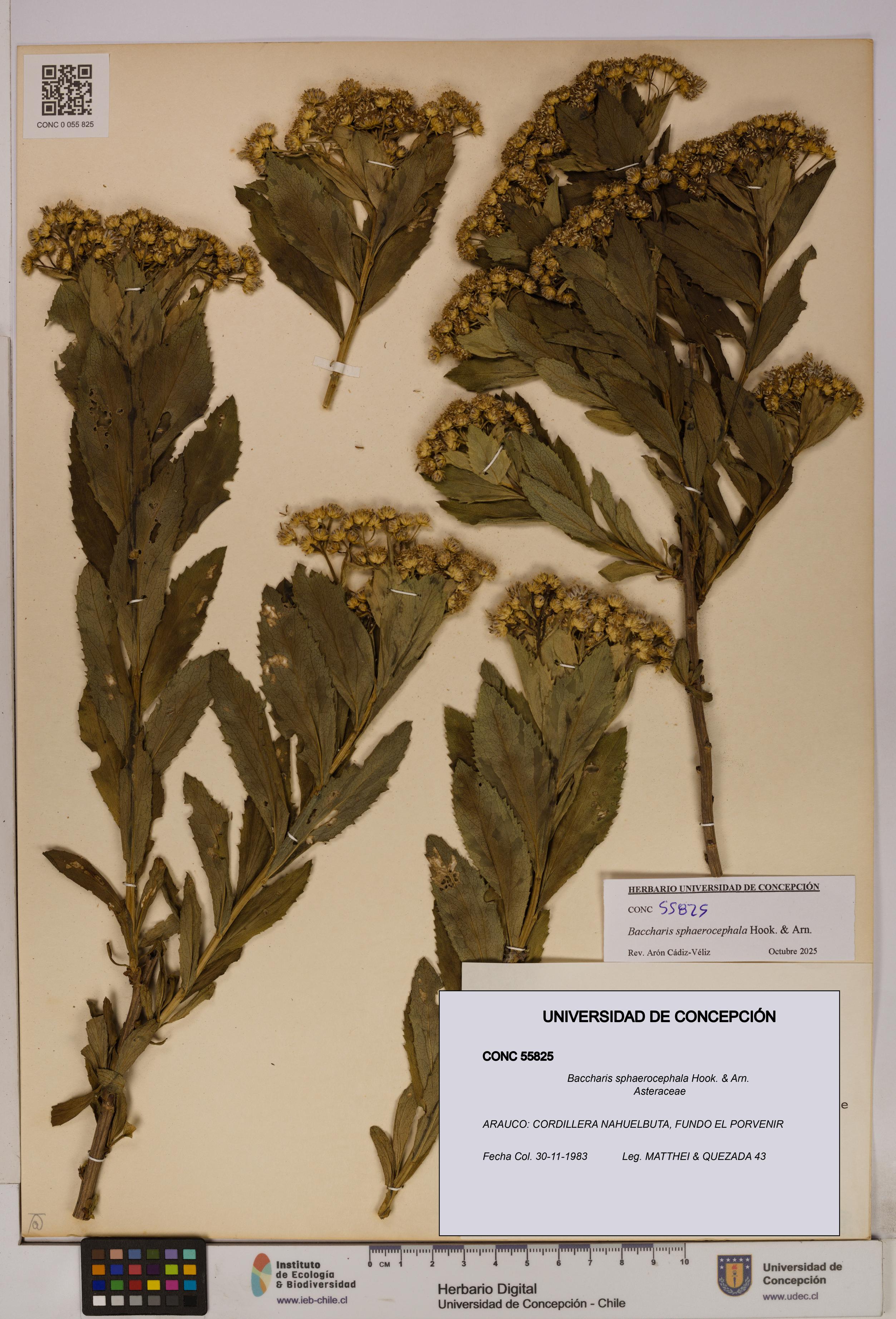 Baccharis sphaerocephala [Espécimen: UDEC:CONC:0055825]