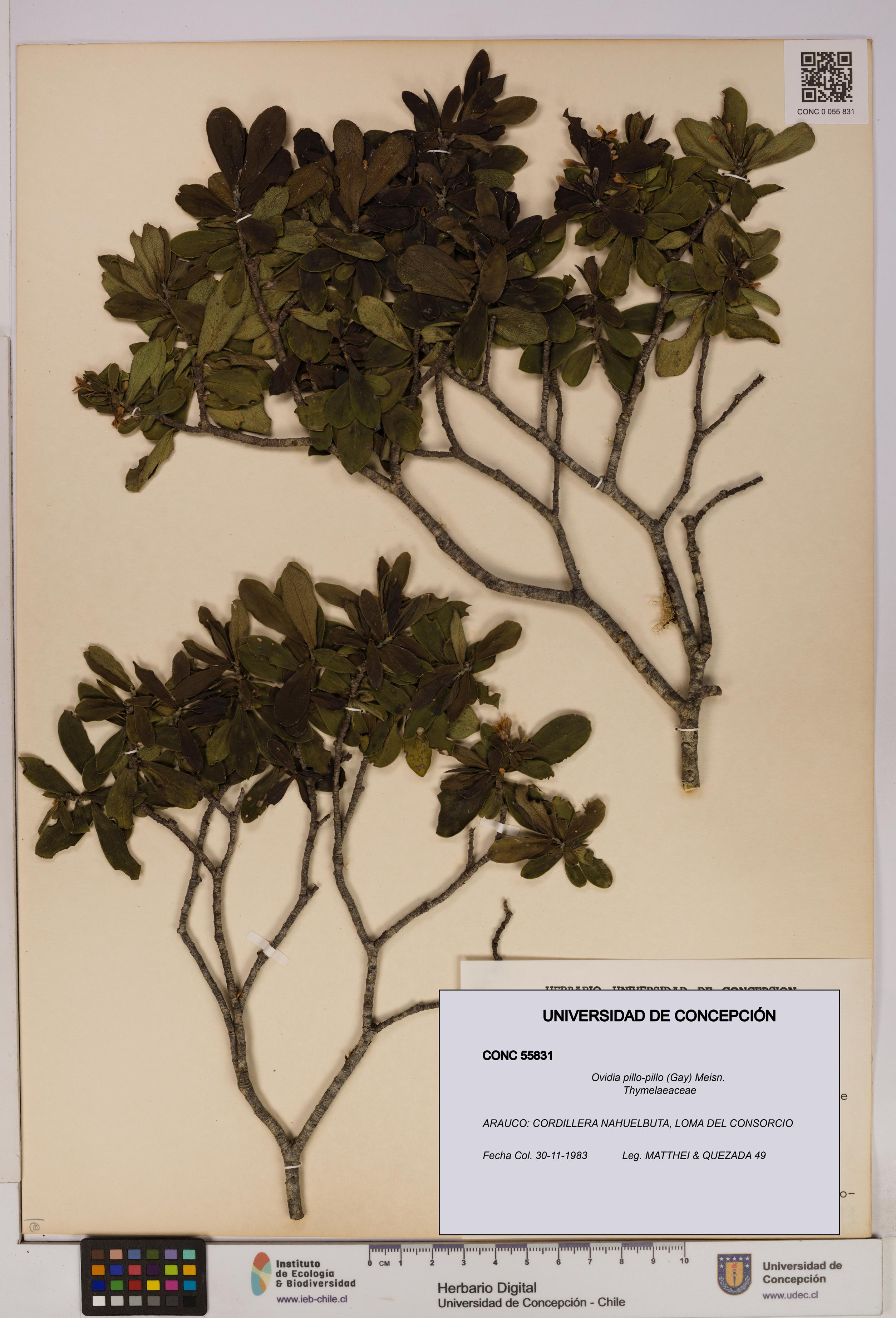 Ovidia pillo-pillo [Espécimen: UDEC:CONC:0055831]