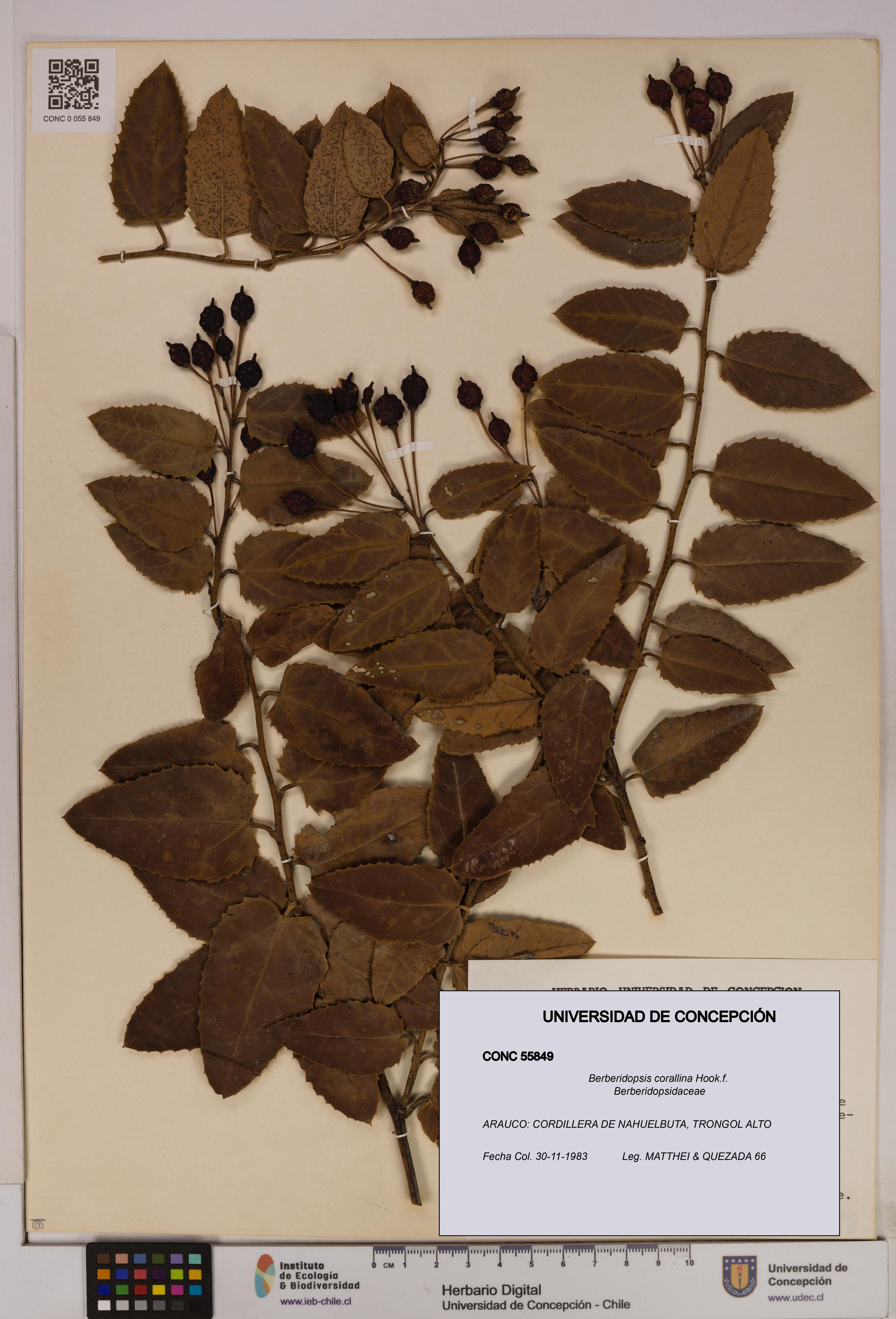 Berberidopsis corallina [Espécimen: UDEC:CONC:0055849]