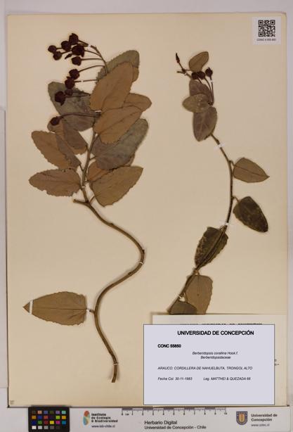 Berberidopsis corallina [Espécimen: UDEC:CONC:0055850]