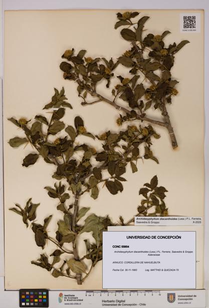 Archidasyphyllum diacanthoides [Espécimen: UDEC:CONC:0055854]